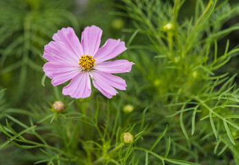 Obraz premium Pink Cosmos flower in the gaeden