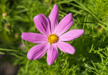 Obraz premium Pink Cosmos flower in the gaeden