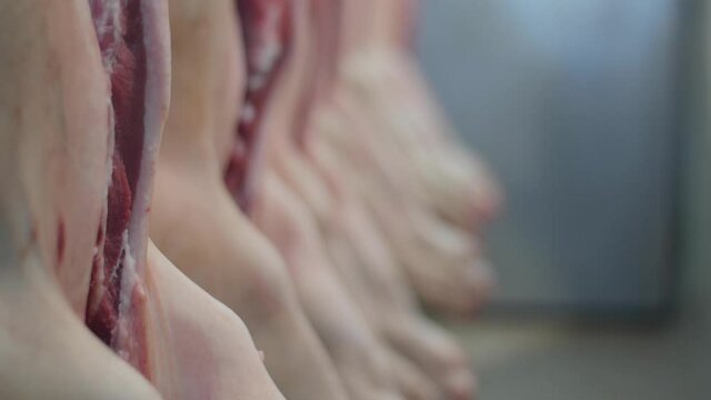 Disemboweled pork carcasses hanging from hooks in slaughterhouse. Close up