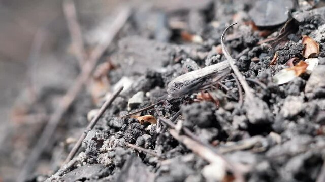 many forest ants work to build an ant hill. Close-up. 4k