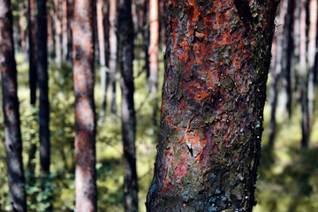 tree trunks in the forest close-up.