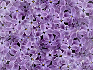 Floral purle background. A bouquet of lilac flowers.  Close-up.  floral collage.  Flower composition. Nature.