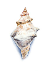 Big seashell watercolor on a white background