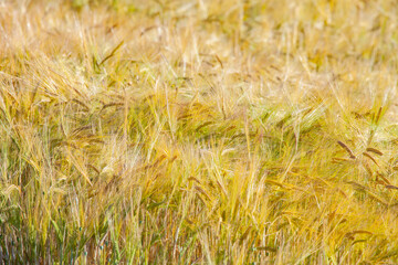 Detail of Spring Wheat Field