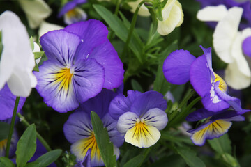 Viola flower field
