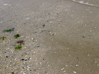 A small beige crab crawls along the coastal strip