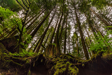 View from the ground on the roots of trees and tree trunks