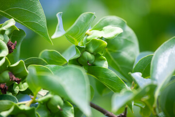 Young Japanese Persimmon on Branch