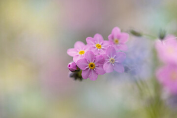 ピンクの忘れ草