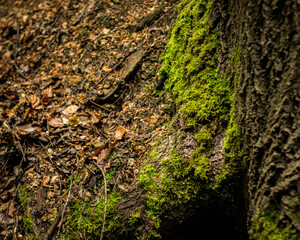 Brzewo pokryte mchem w okolicy Tr&oacute;jgarbu