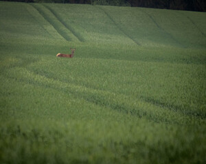 Młoda sarna na polu w okolicach Witkowa © Matt