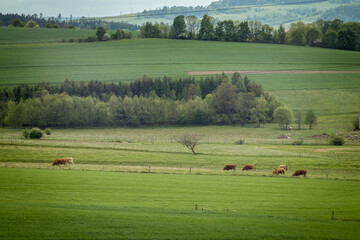 Krowy na polu w okolicach Witkowa © Matt