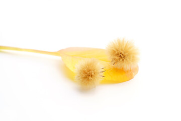 ツワブキの綿毛