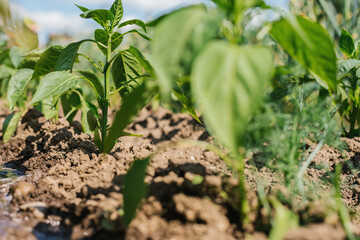 Pepper is planted in a row on a garden bed. Green pepper leaves. Beautiful pepper in the village. Growing vegetables.