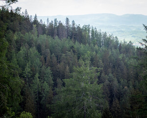 Las i panorama w okolicy miejscowości Miłków niedaleko Karpacza 1