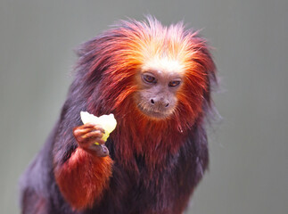 Golden lion tamarin / golden marmoset - red monkey