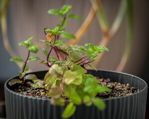 Mięta ogrodowa w niewielkiej doniczce.  © Matt