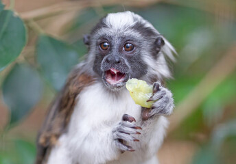 Black and white color small monkey Oedipus Tamarin