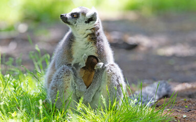 Ring-tailed lemur with a baby