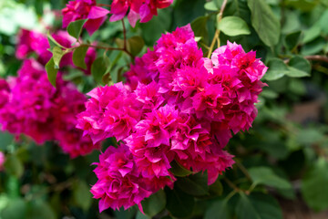 A cluster of blooming red Bougainvillea