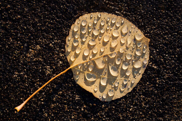 Sunlight illuminates raindrops on a fallen quaking aspen leaf
