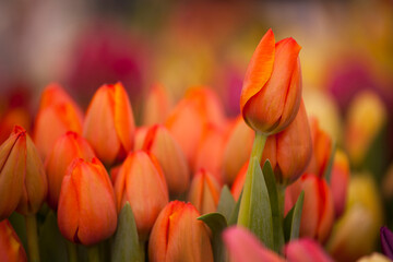Colorful tulips for sale at a local outdoor farmers market
