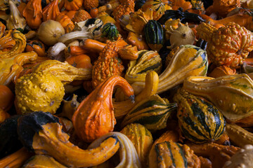 Colorful ornamental gourds for sale at a local farmers market

