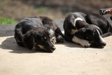 two cute puppies lying on the terrace