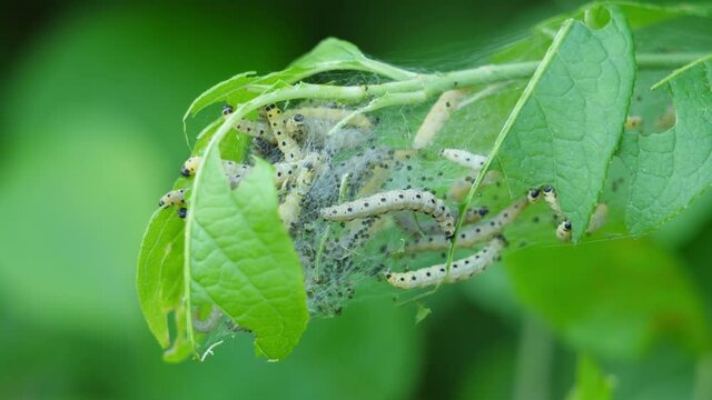Raupen der Gespinstmotte (Yponomeutidae) in einem Gespinst fressen die Bl&auml;tter des Baumes mit unscharfem nat&uuml;rlichen gr&uuml;nen Hintergrund