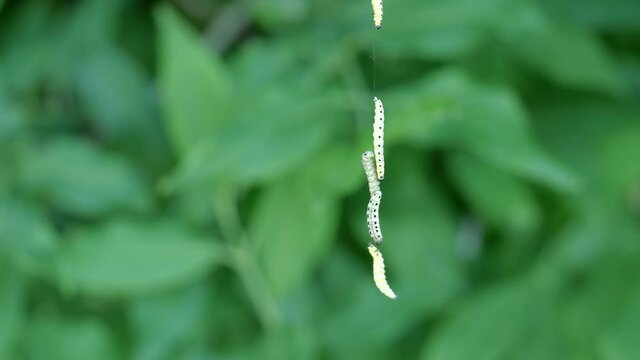Sich abseilende Raupen der Gespinstmotte (Yponomeutidae) vor unscharfem gr&uuml;nen Hintergrund