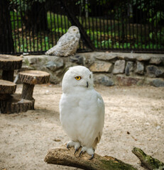 Snowy owl on a branch