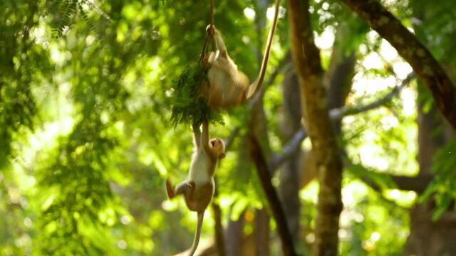 Toque Macaque young playing and hanging in tree in lush green forest