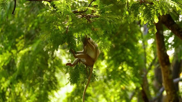 Young macaque monkey hanging in tree playing with leaves