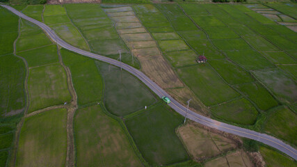 green lizard on the road
