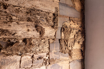 Termites eat old wooden walls near concrete posts.