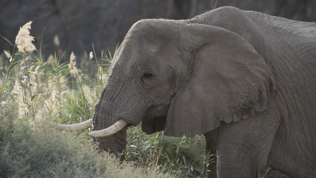Elefant in freier Wildbahn in der afrikanischen Steppe Namibias