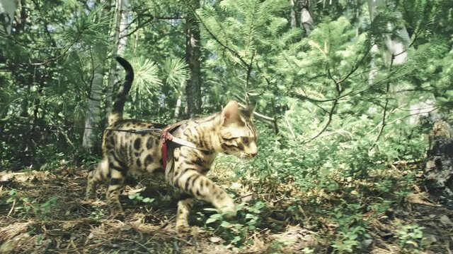 One cat in a city park. Bengal wildcat walk on the forest in collar. Asian Jungle Cat or Swamp or Reed. Domesticated leopard cat hiding, hunting and playing in grass. Domestic cat in outdoor nature.