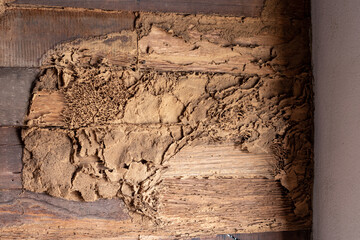 Fototapeta na wymiar Termites eat old wooden walls near concrete posts.