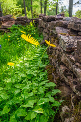 Yellow summer flowers by a lime stone wall