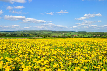 Obraz premium Rural landscape view with a blooming dandelion meadow