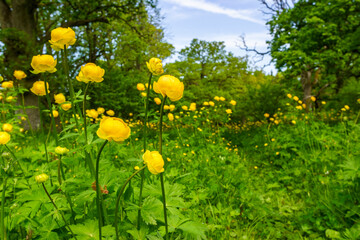 Beautiful Globe flowers in meadow at summer