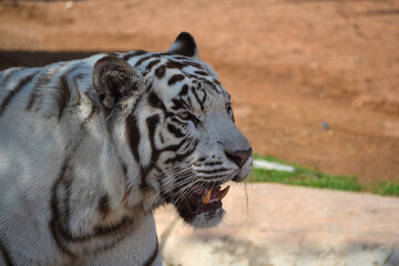 White Tiger