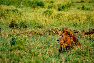 Fototapeta na wymiar Lion in the wild