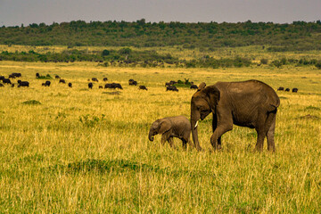 elephants at Masai Mara