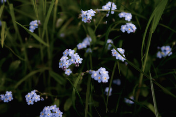 blue flower in the garden of plants and green leaves