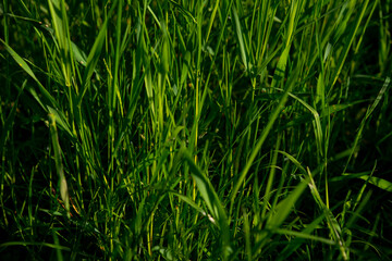 strands of green grass on the plain on a beautiful day