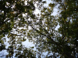 Big twigs against the sky
