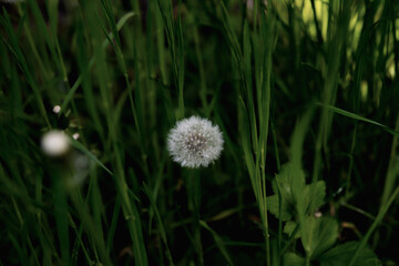 tender dandelion in the green grass of the plain