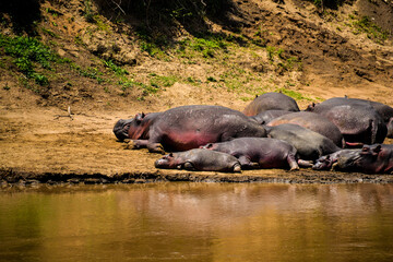 hippopotamus resting along the banks