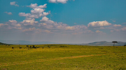 Masai Mara, Kenya
